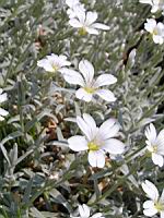 Cerastium Grandiflorum (fam. Caryophyllacees) (Balkans, Caucase) (3) (Photo F. Mrugala)